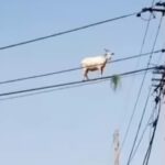 В Бразилії коза залізла на електропровід за травою