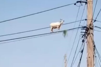 В Бразилії коза залізла на електропровід за травою