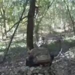 ССО знищили на Курщині "акторів" фейкового відео