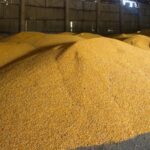 Росія почала постачати зерно новій владі Сирії - ЗМІ