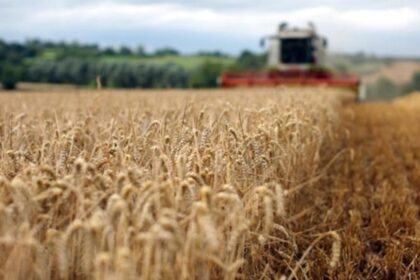 Україні прогнозують найнижчий за 13 років урожай пшениці