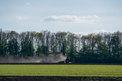 В Україні стартувала сівба гречки