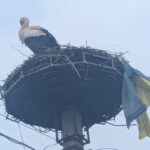 На Закарпатті лелека приніс до гнізда прапор України