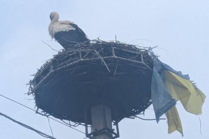 На Закарпатті лелека приніс до гнізда прапор України