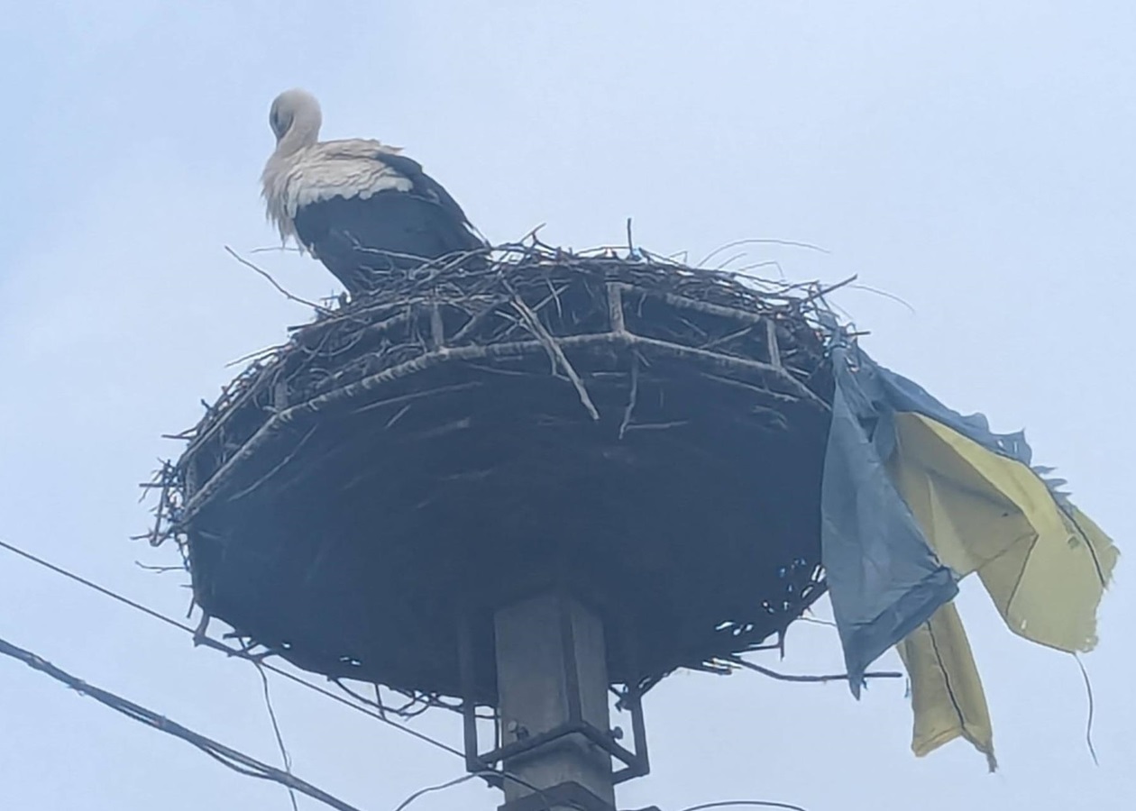 На Закарпатті лелека приніс до гнізда прапор України