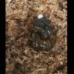 Вчені вперше зняли, як великий новозеландський равлик відкладає яйце