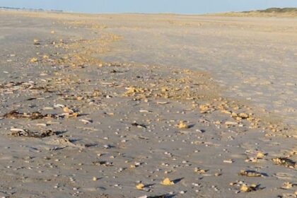 У Німеччині узбережжя засипало шматками парафіну