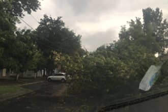 На Прикарпатті через негоду впали дерева, без світла низка сіл
