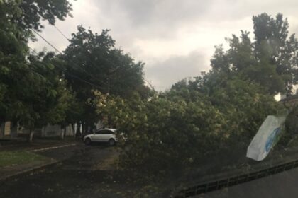 На Прикарпатті через негоду впали дерева, без світла низка сіл