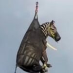 Тиждень на волі: зебра з Теннессі підкорила інтернет