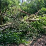 Буревій знищив понад 700 га лісу на Рівненщині