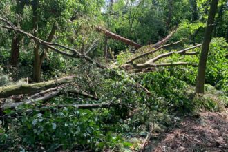 Буревій знищив понад 700 га лісу на Рівненщині