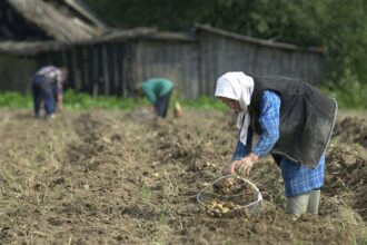 Лукашенко допрацювався до картопляної кризи у Білорусі - ЗМІ