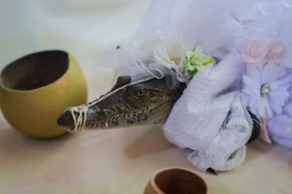 У Мексиці мер одружився з кайманом