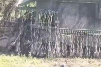 ЗСУ показали трофейний російський "танк-монстр"