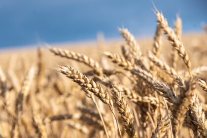 У Мінагрополітики знизили прогноз врожаю зернових на 5%