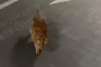 В Одесі кіт вивчив дорогу до укриття