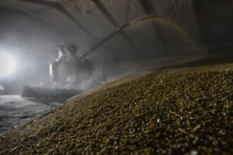 Китай скоротив закупівлі російської пшениці у 16 разів