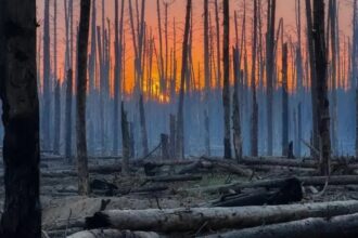 РФ задіює дрони для наступу в лісах Донбасу - ISW